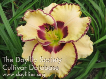 Daylily Christian Freer